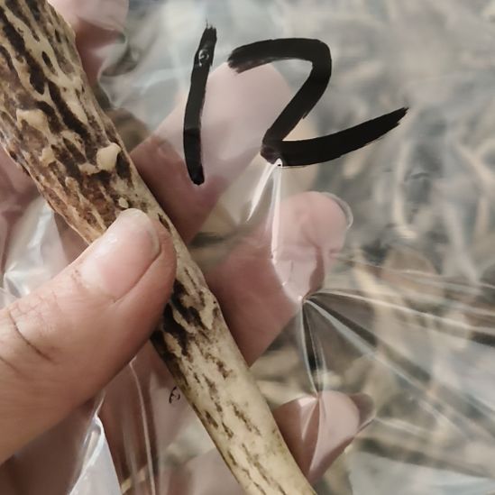 天***雨鹿角鹿角鹿角鹿角鹿角鹿角