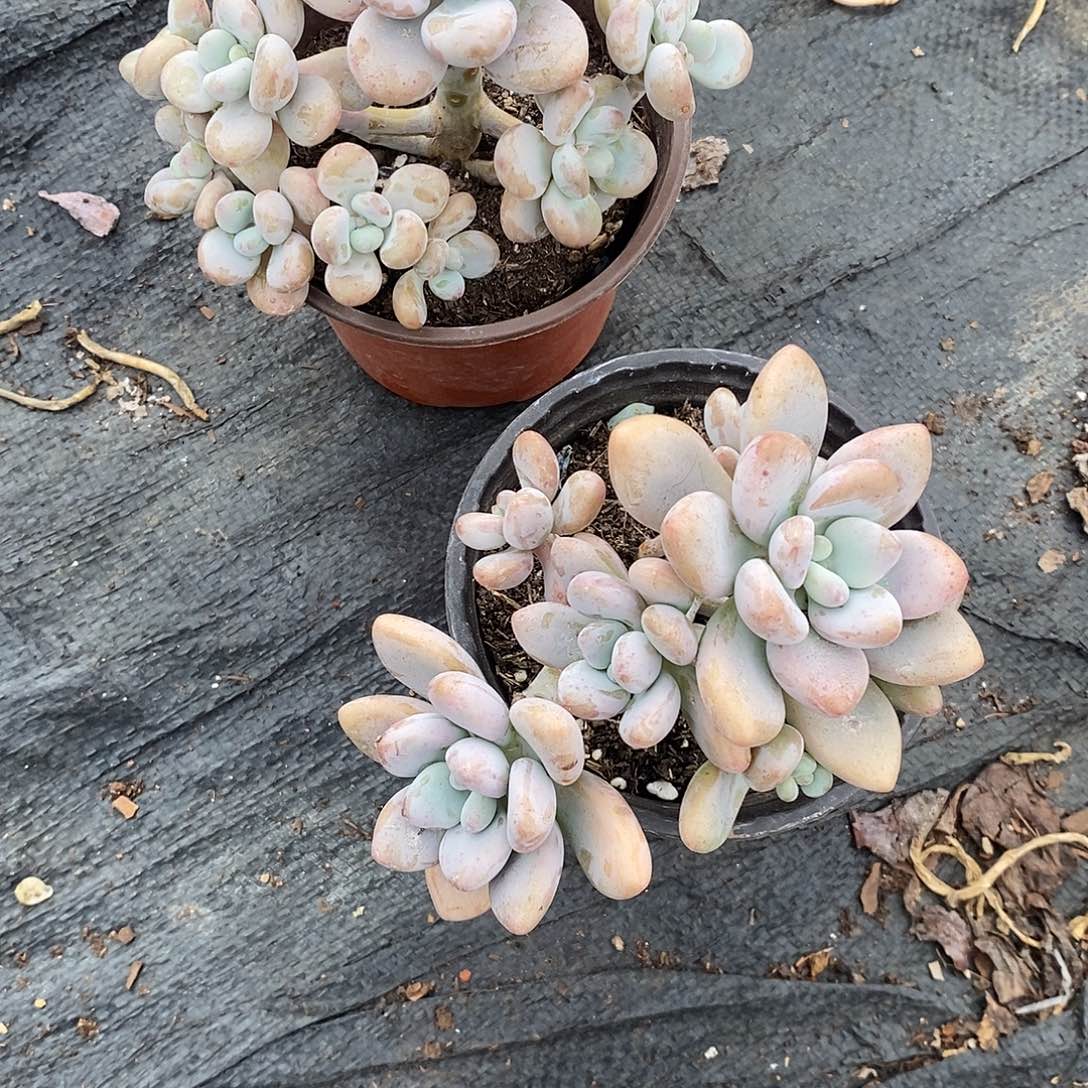 枕***光两盆香水洛神多肉植物