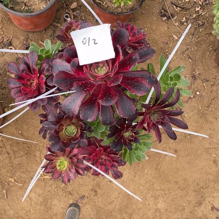 嫁接法师一物一拍