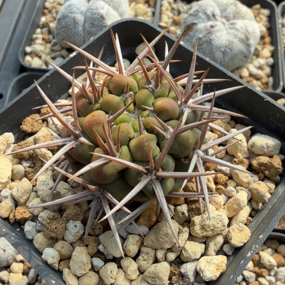 强刺碧岩玉多肉植物