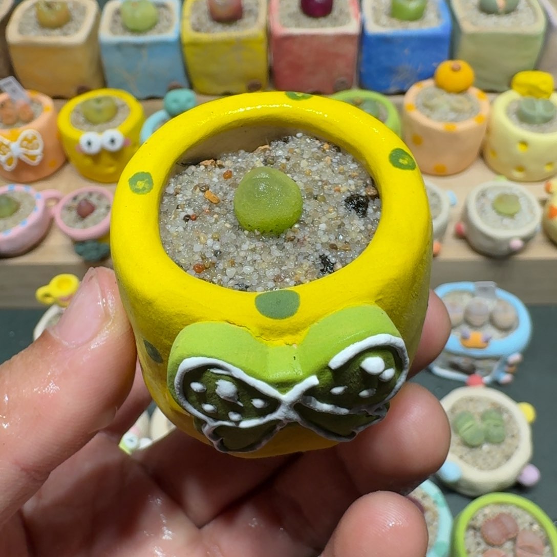 红陶蘑菇1005拉登