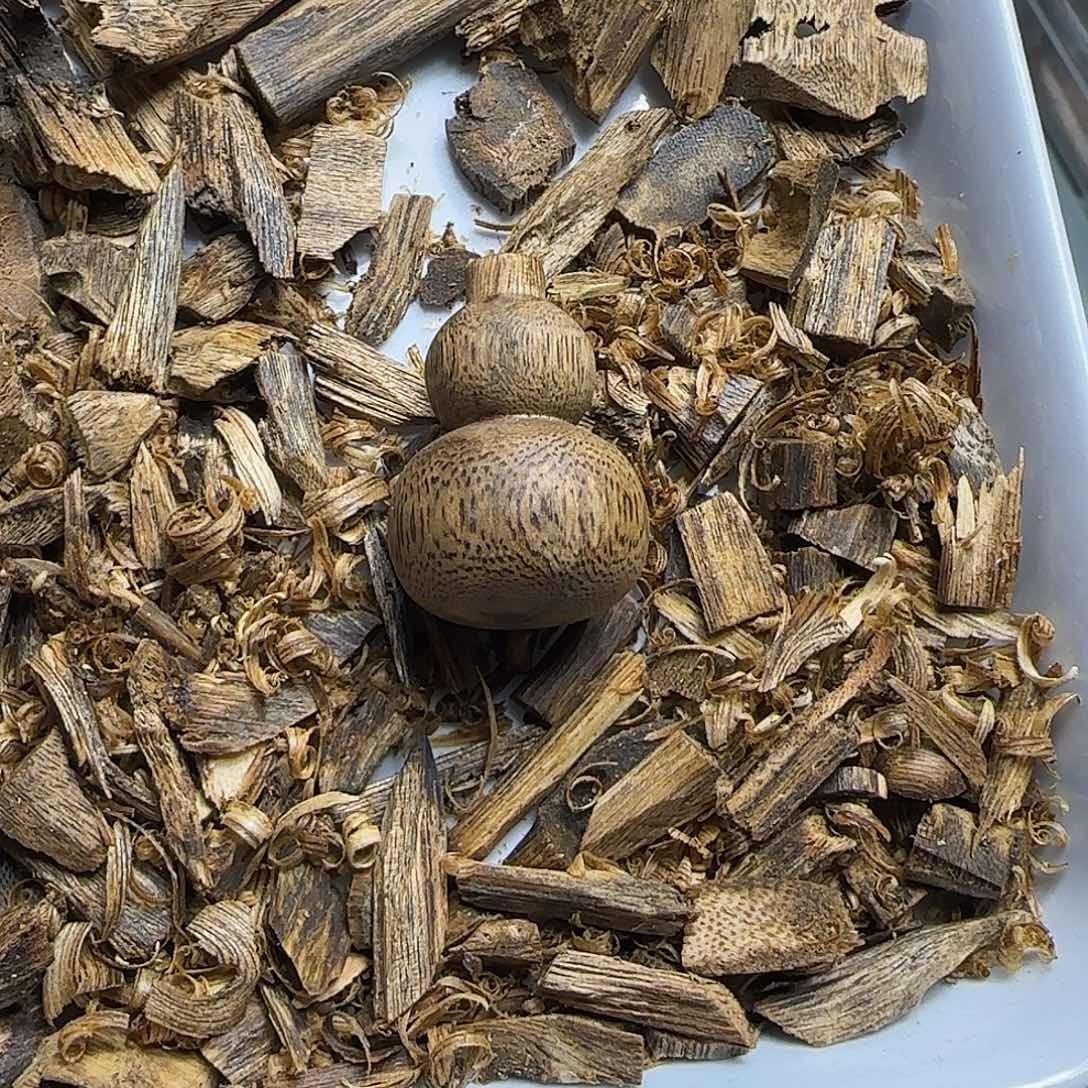 沉香沉香碎屑小葫芦3.8克