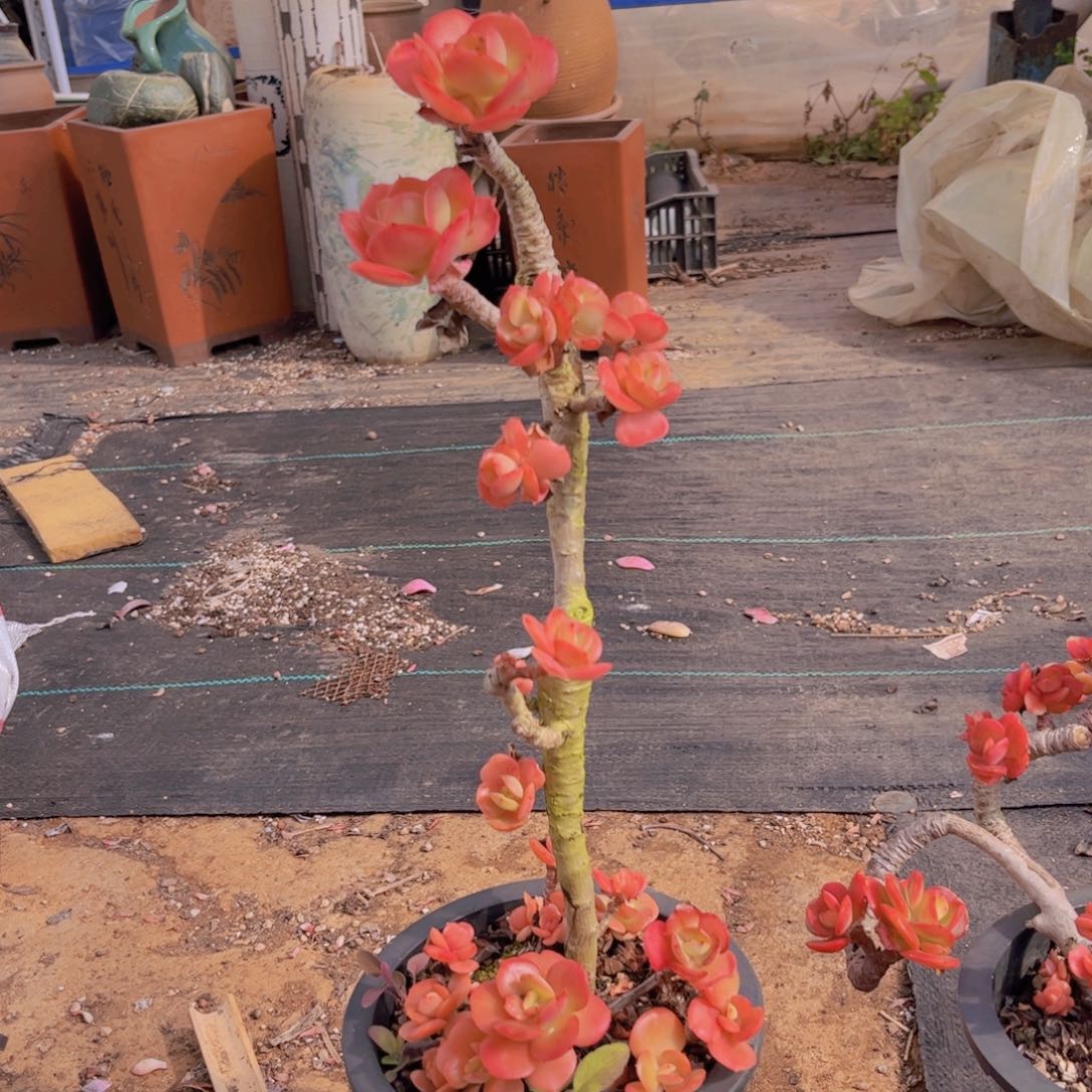 倪***玲红梅多肉植物03257