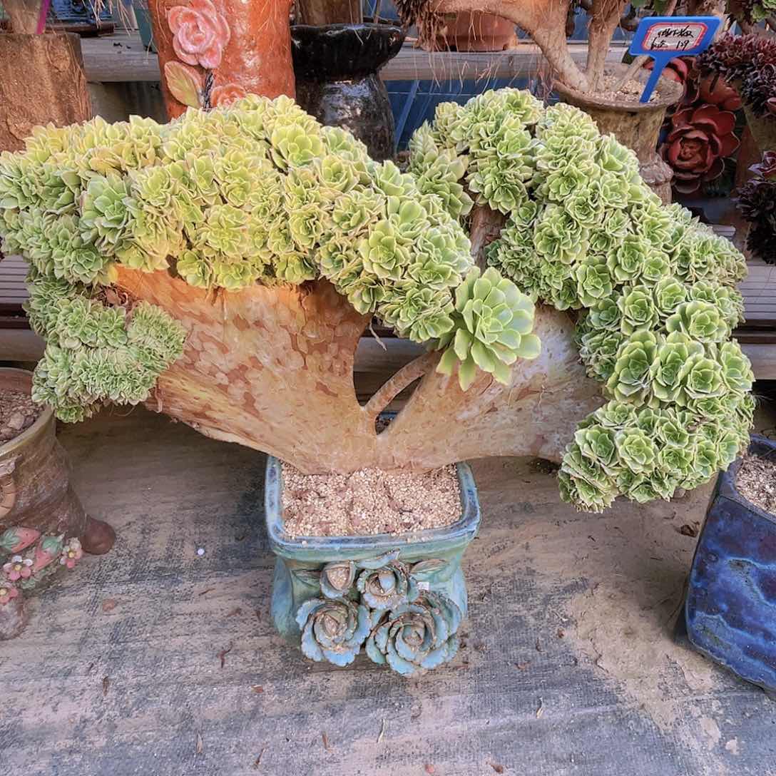 【闪购商品】无花朵绿豆沙朵朵