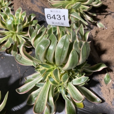 青莲多肉多多6431