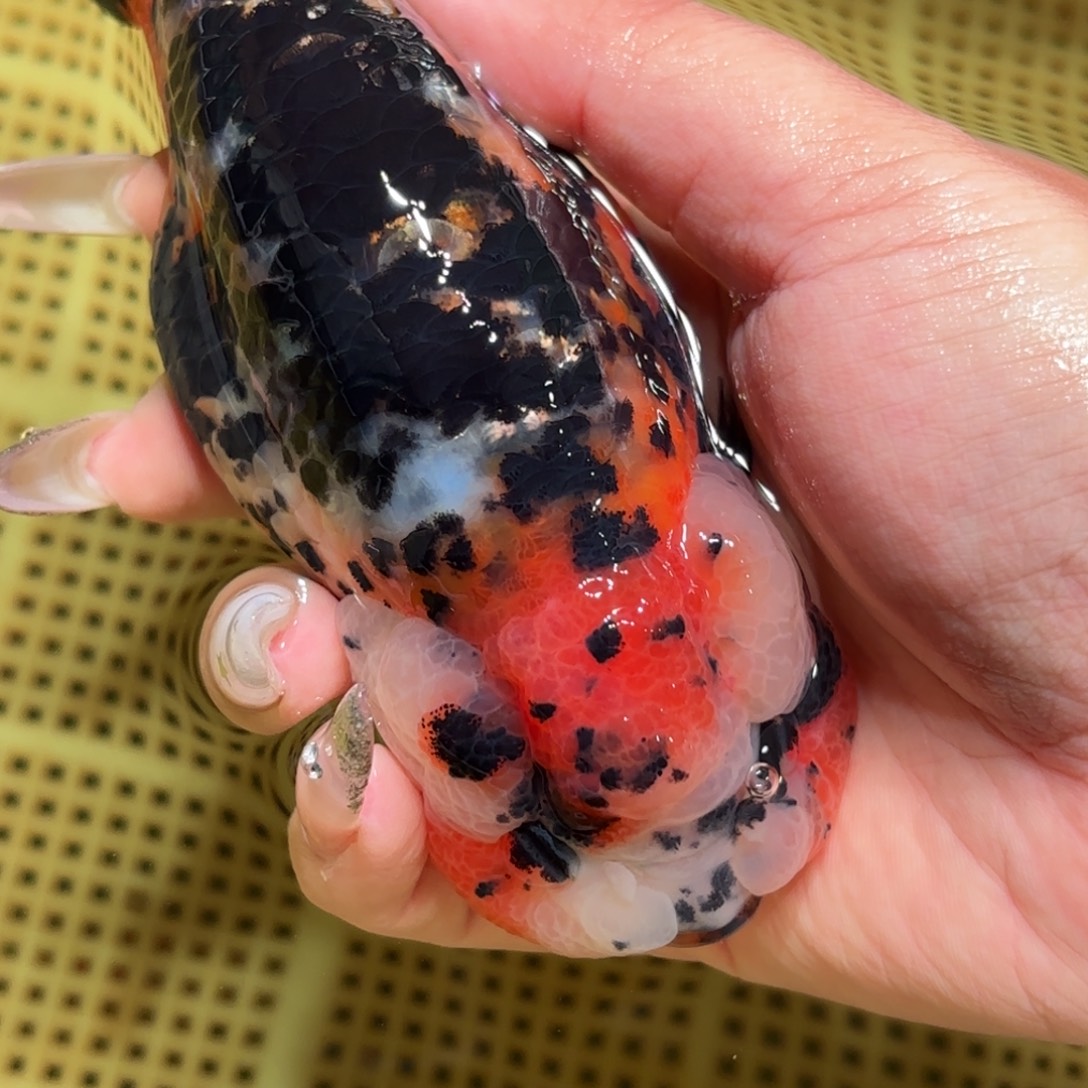 浅***金鱼拍包装箱包邮，不拍包装运费到付