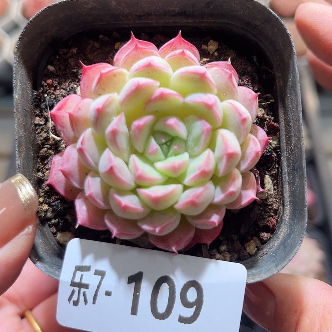 乐7-109 胭脂雪单头