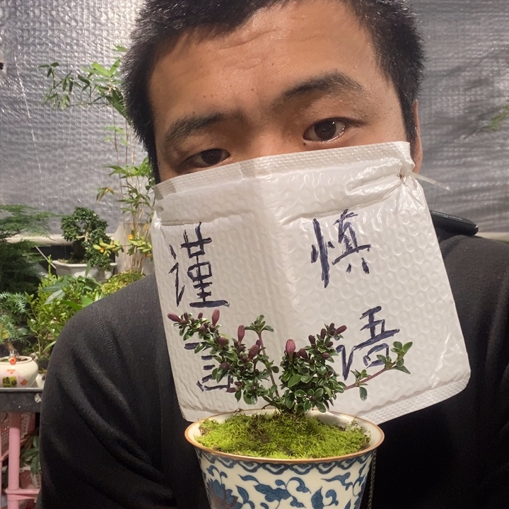 ****ꕤ以实际为准盆景绿植盆栽32