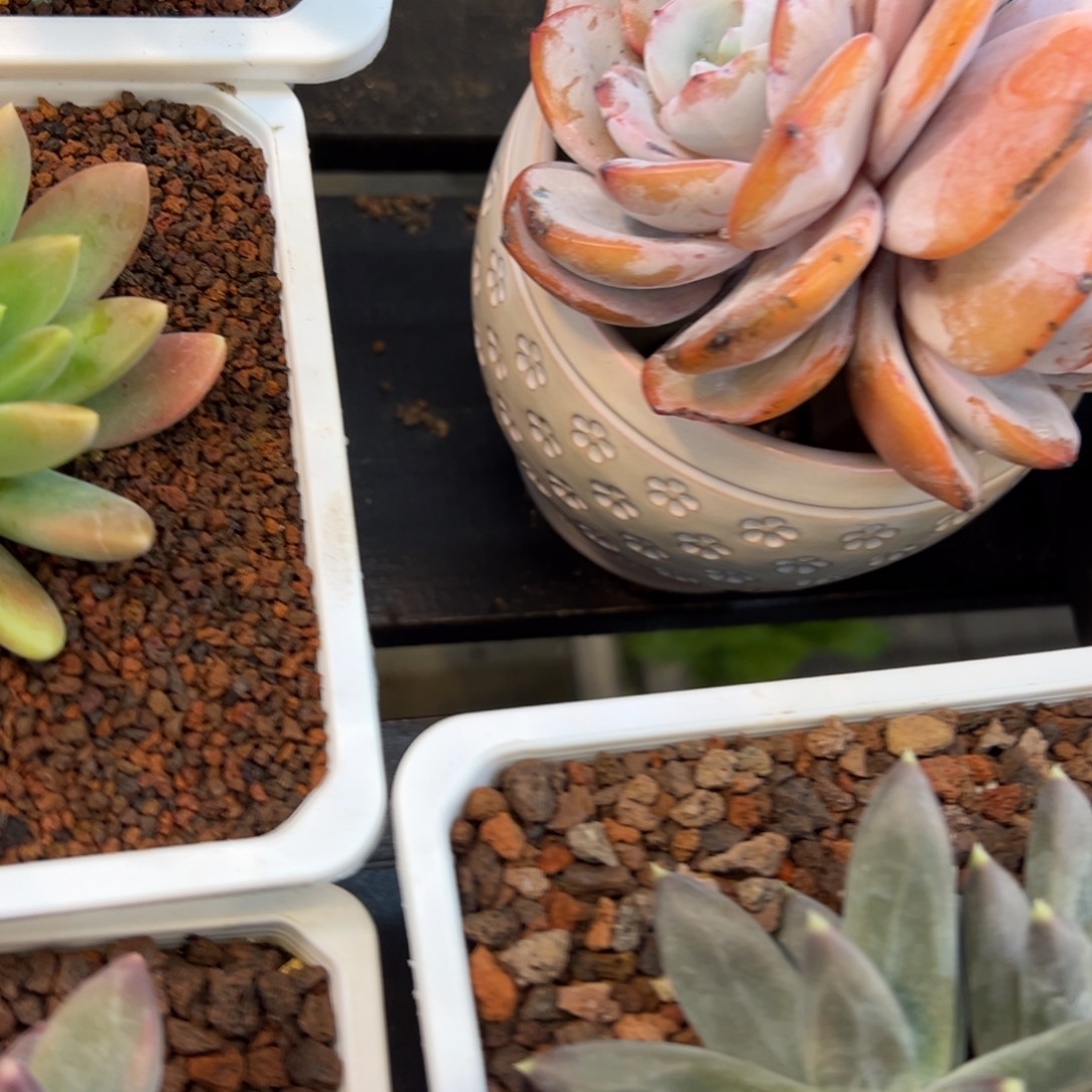 ·***゛奶茶一颗肉肉看看