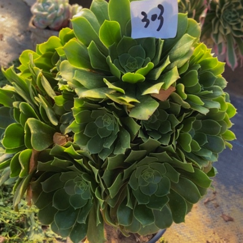 绿玫瑰多肉植物303多肉