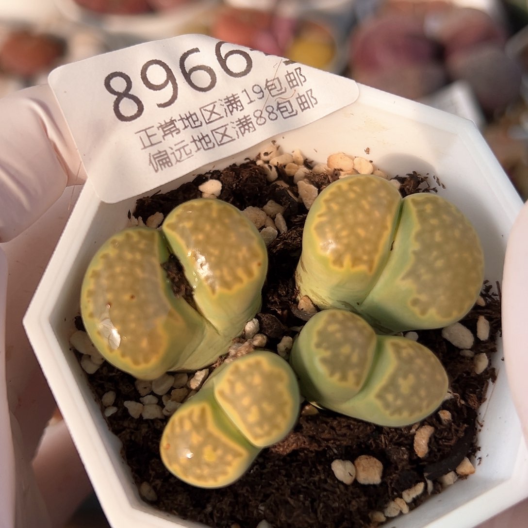 好养易活生石花大母本8966