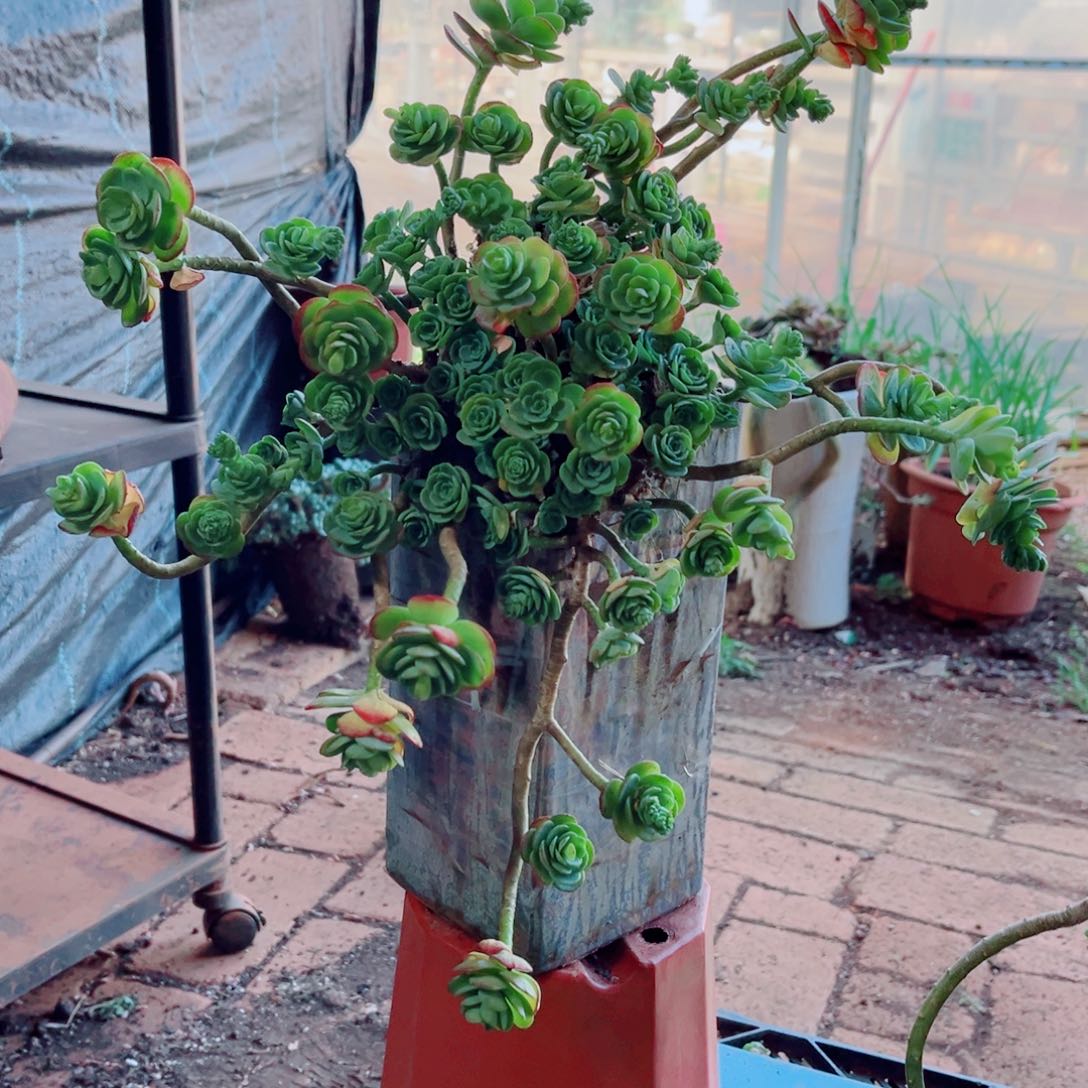 薄化妆一颗大群发货