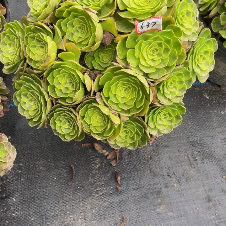 637雨荷多肉植物法师
