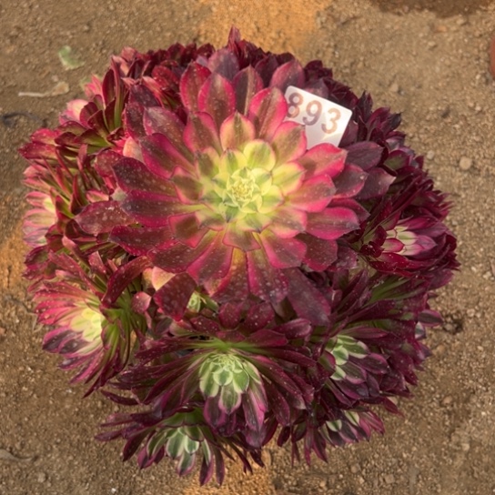 893天和多肉植物花花