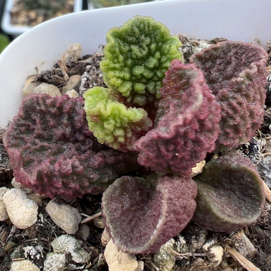 火焰纹新品多肉植物水泡泡