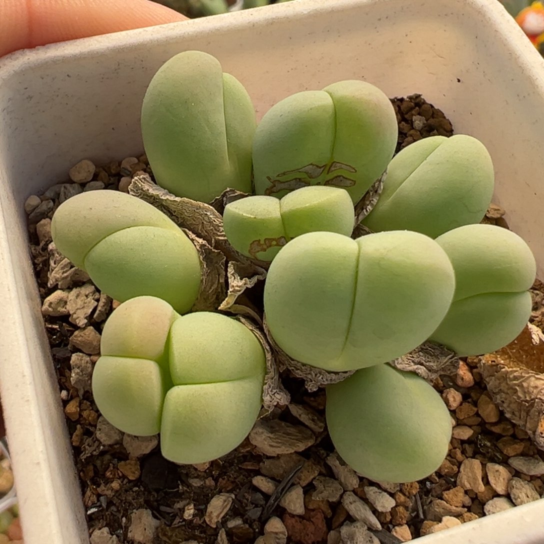 741多肉植物种类多样