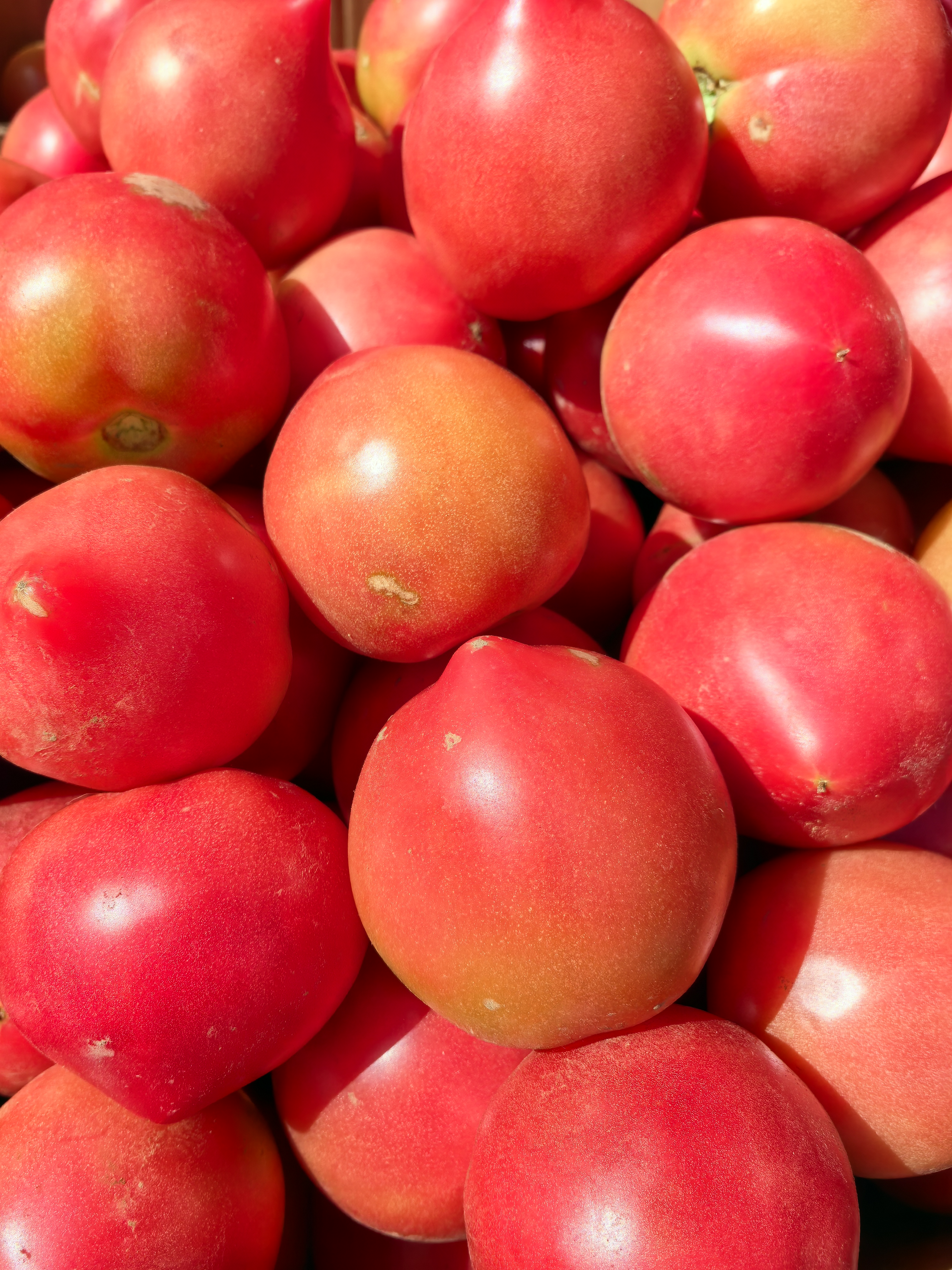 农家水果沙瓤番茄