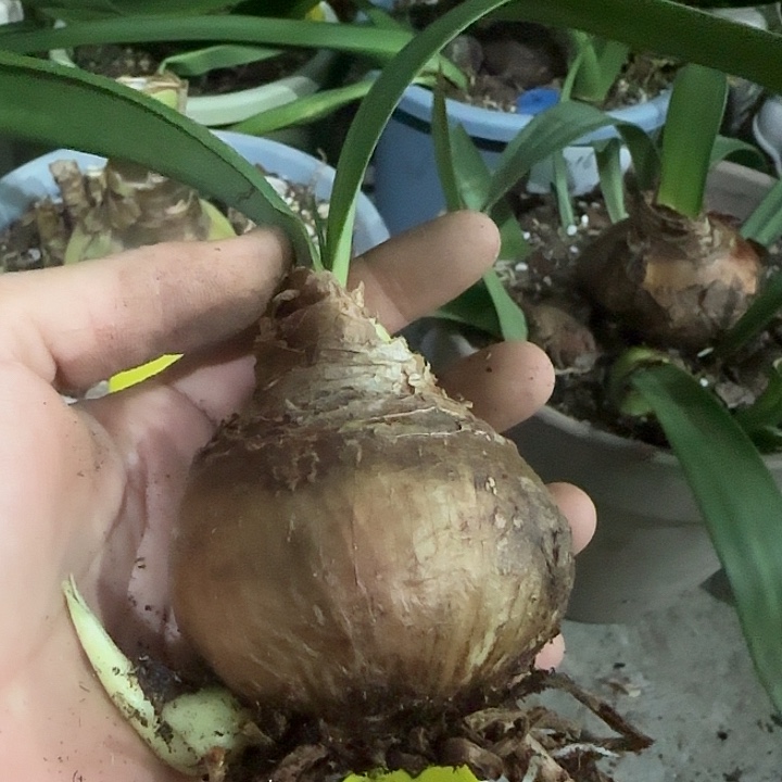 群芳谱6.3cm，裸球发货
