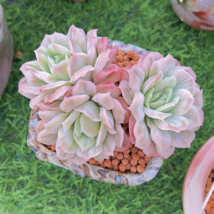 梦*?健健康康平平安安