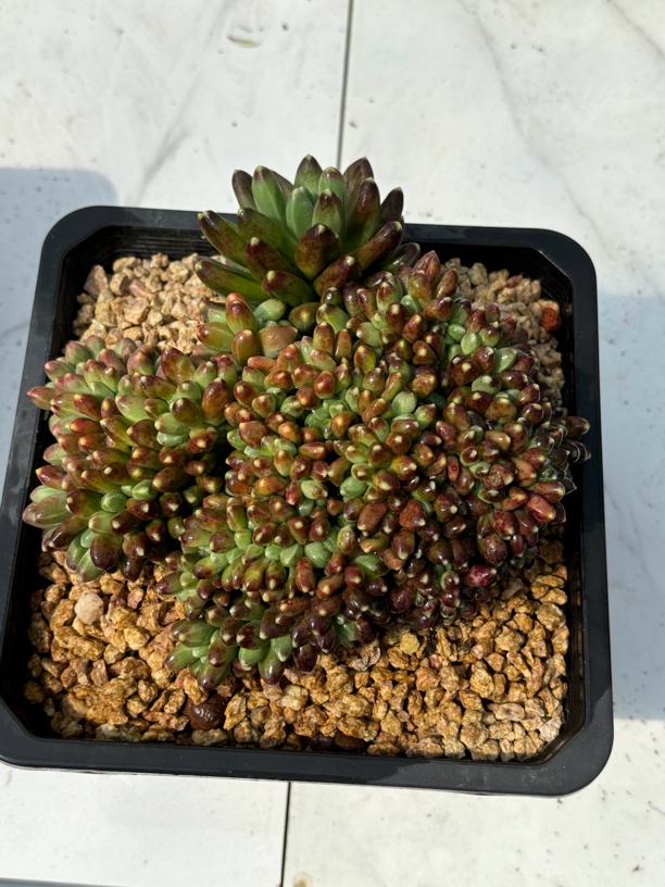 千代田缀 景天科 18公分