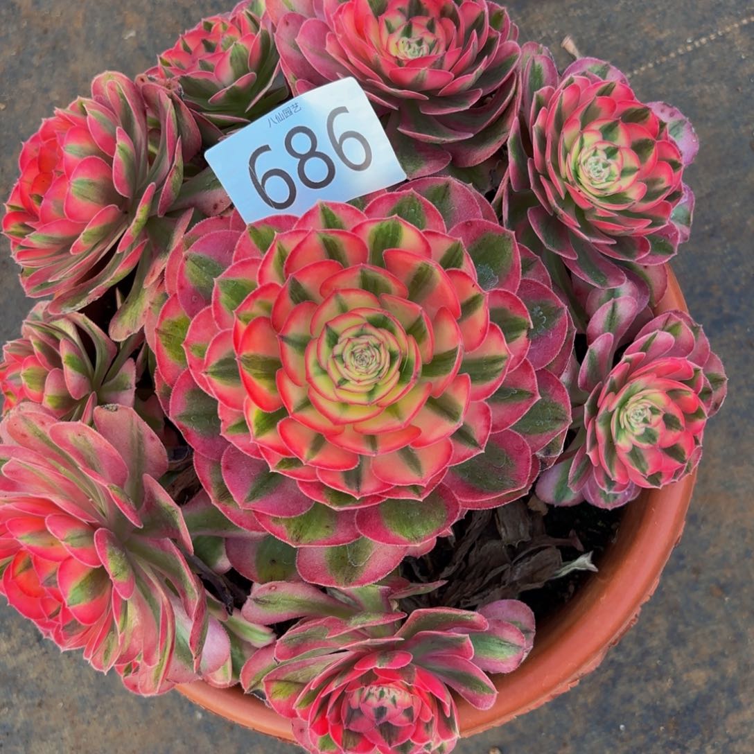 686多肉植物倾城特价