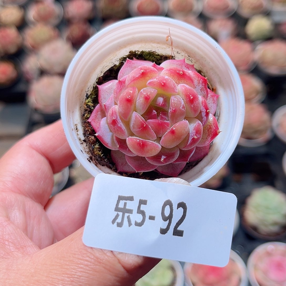 乐5-92 白桃单头 