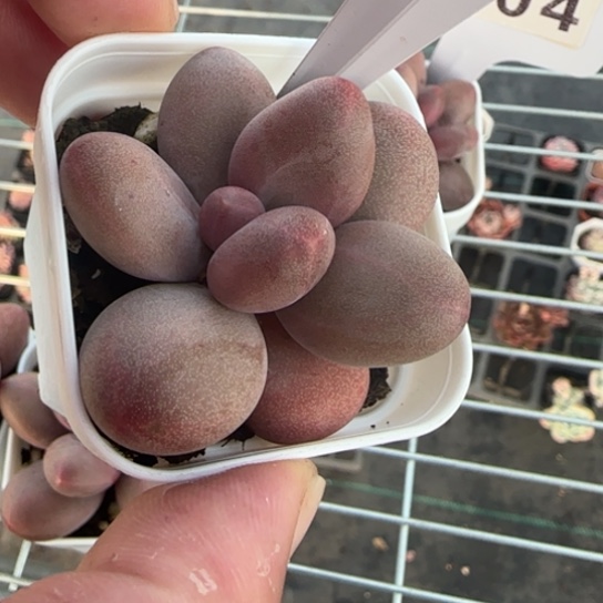 154糖果美人一物一拍多肉