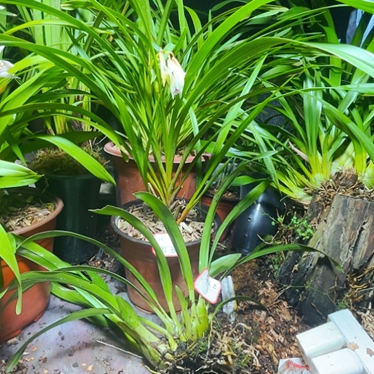 无花朵虎头兰虎头兰