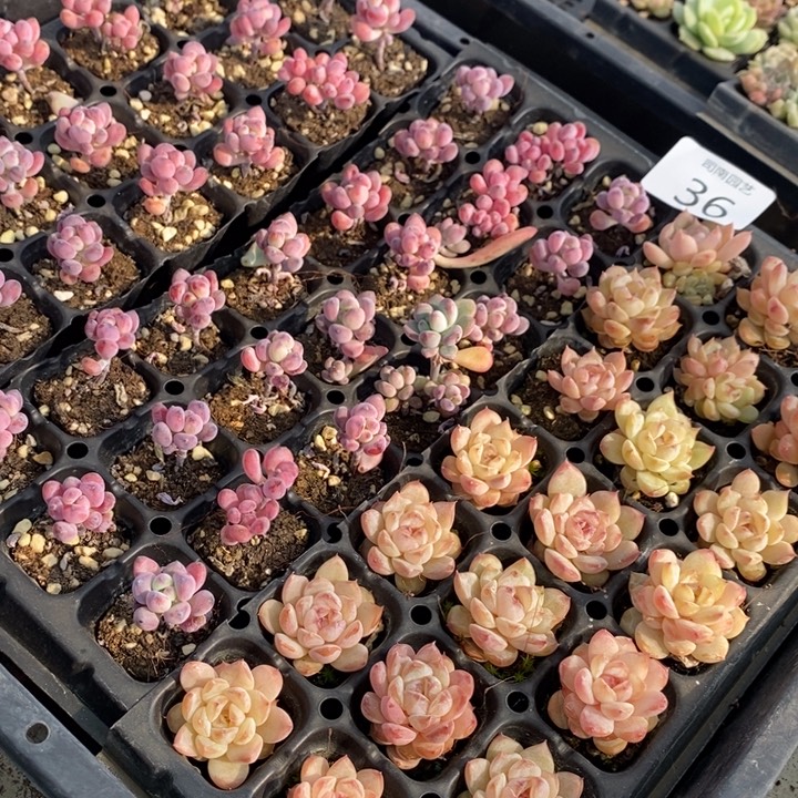36 多肉植物盆栽花卉