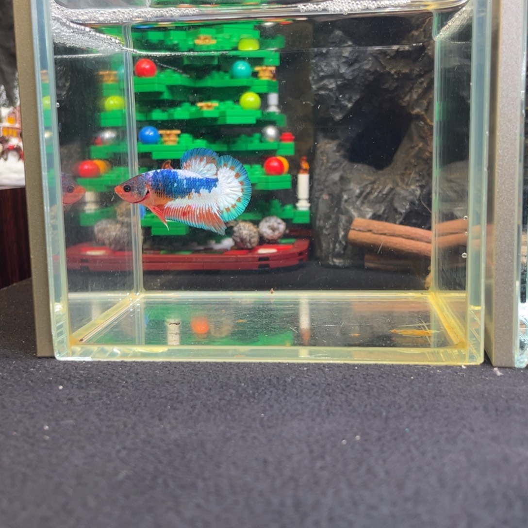 斗鱼十二月十日竞价