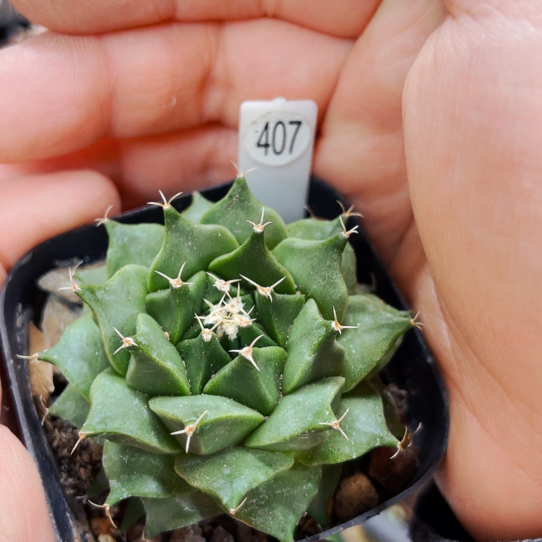 5cm 非偏远地区满25包邮仙人球