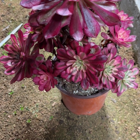 恩*多肉植物月婵锦。