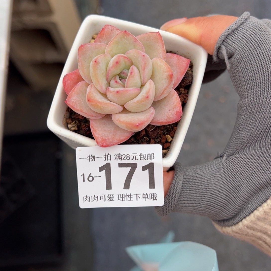 泡芙多肉多肉多肉多肉