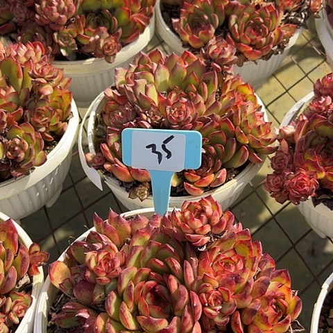 35宝丽一个脱土多肉