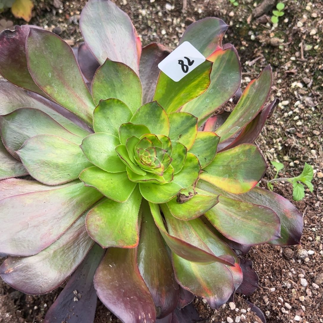 20包邮82巫毒彩多肉椅子