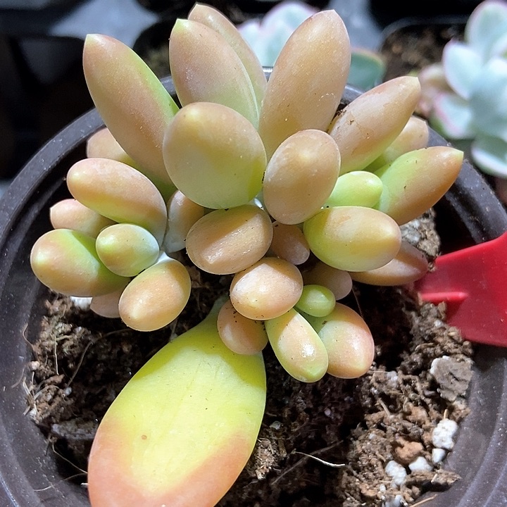 多肉植物金蟾1948