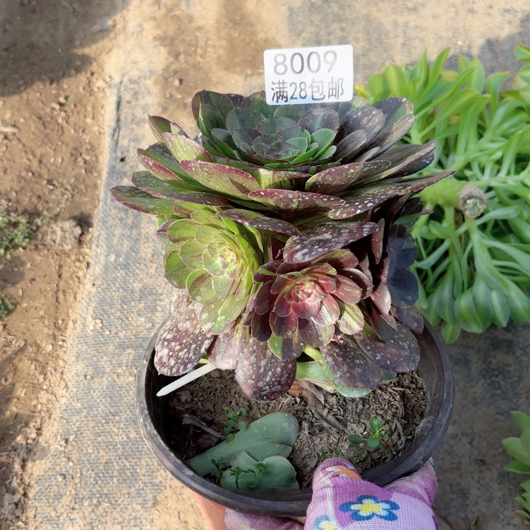 G. 8009花月夜多肉