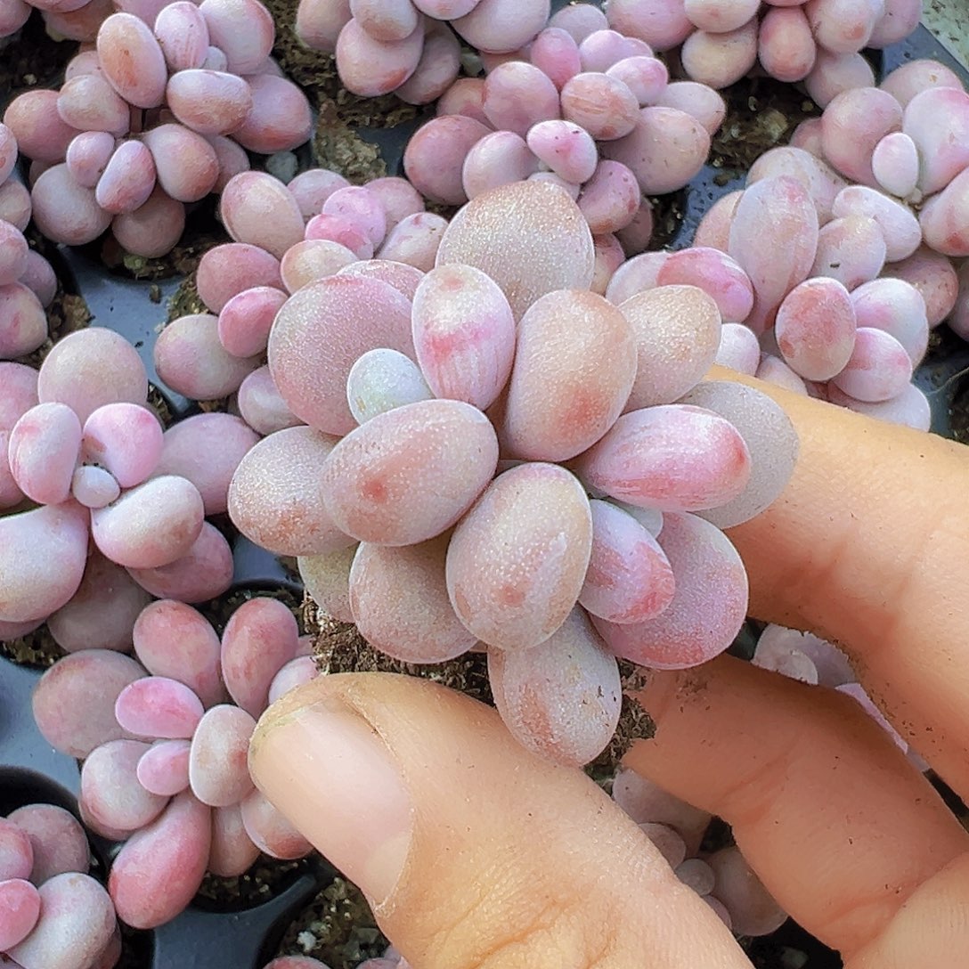 双头桃蛋苗5颗多肉