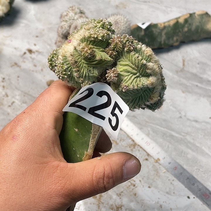 完全开放225花龙一个