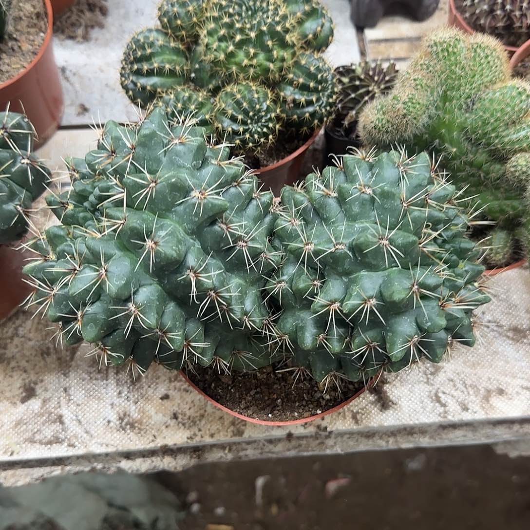 花花花花花花花花花