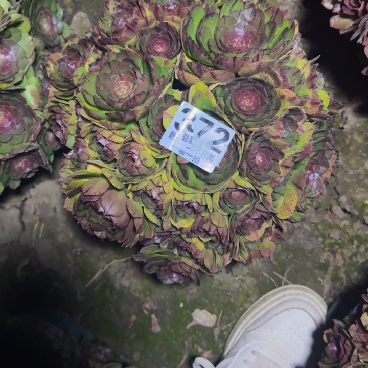 拉丝花29-47包邮花花