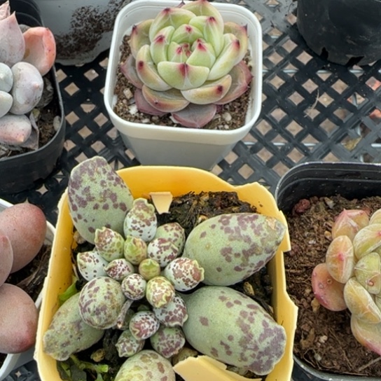 星*43海豹一物一拍多肉