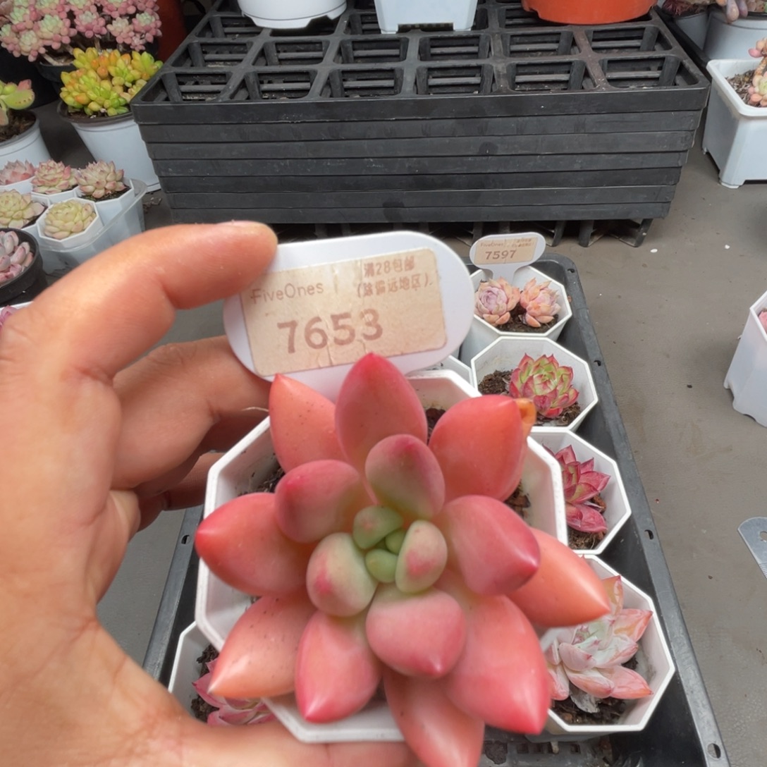 7653桃花源 5.0厘米