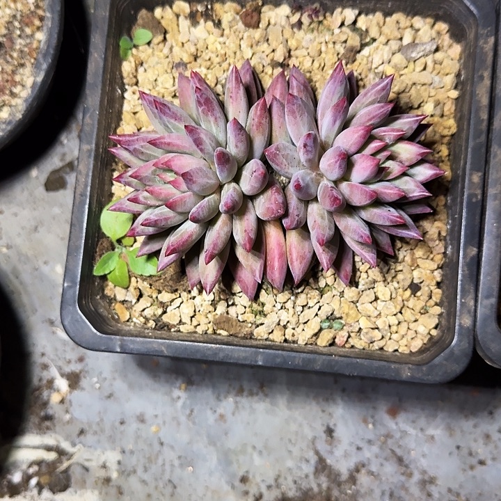 羽毛纹 虞美人 一物一拍