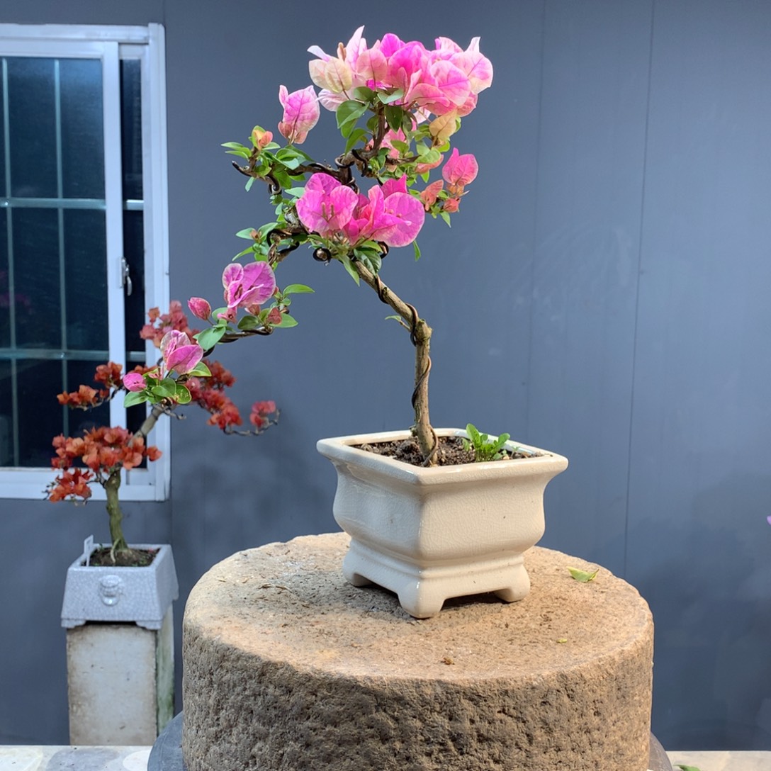 大量花朵（建议范围：8朵-15朵 或40%以上）