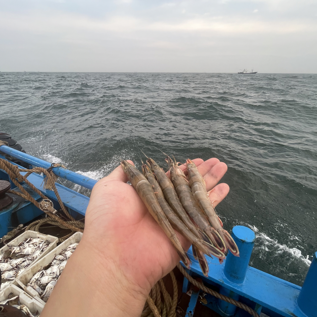 东海野生条虾滑皮虾鲜活速冻锁鲜海虾顺丰发货