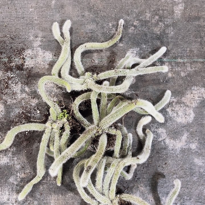 九尾狐四棵包邮包邮九尾狐