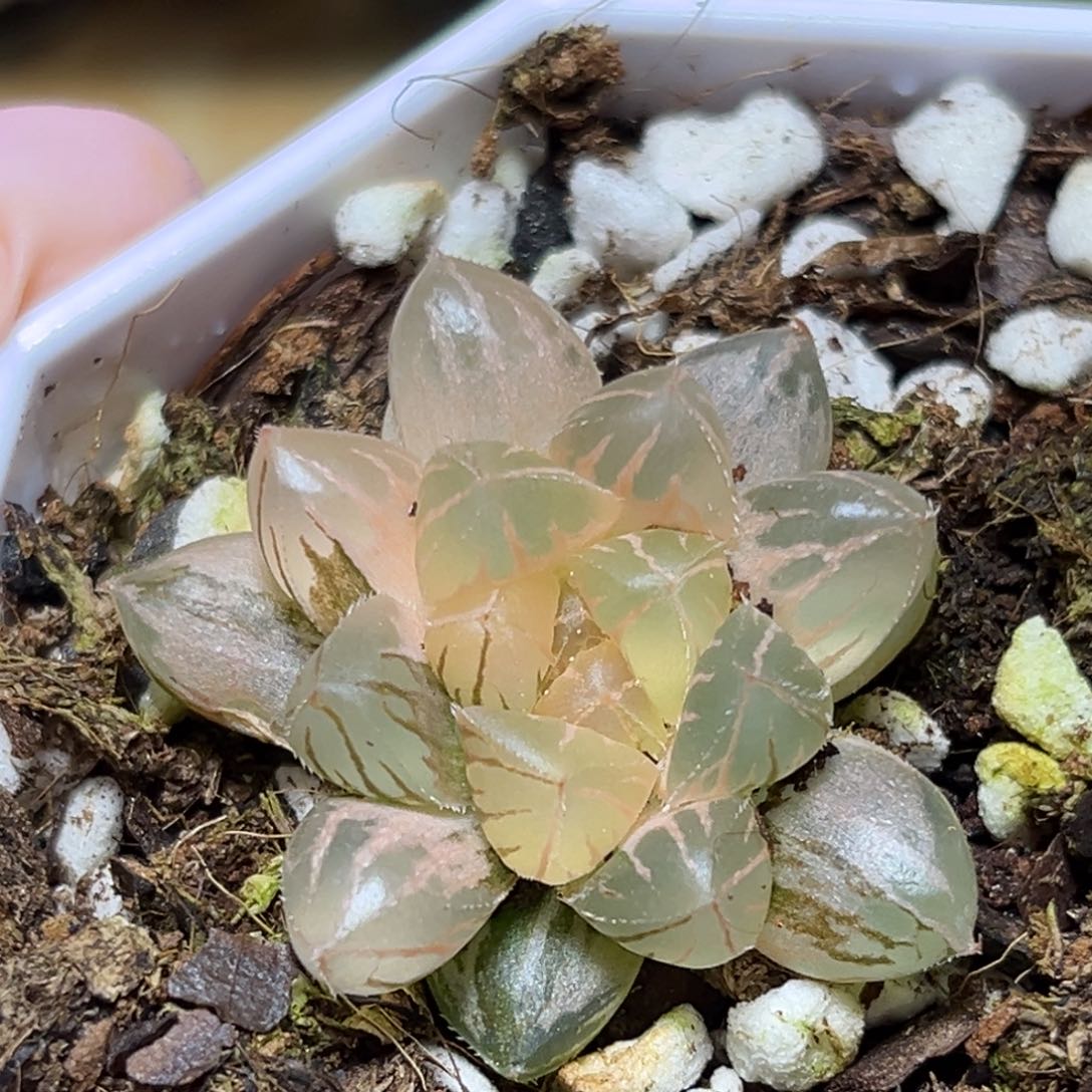 恭喜发财大吉大利0067