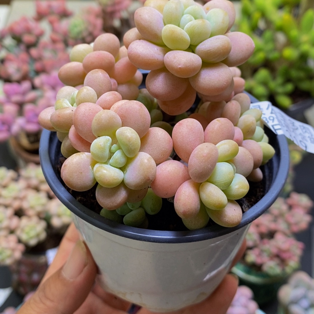 319洛可可7cm多肉