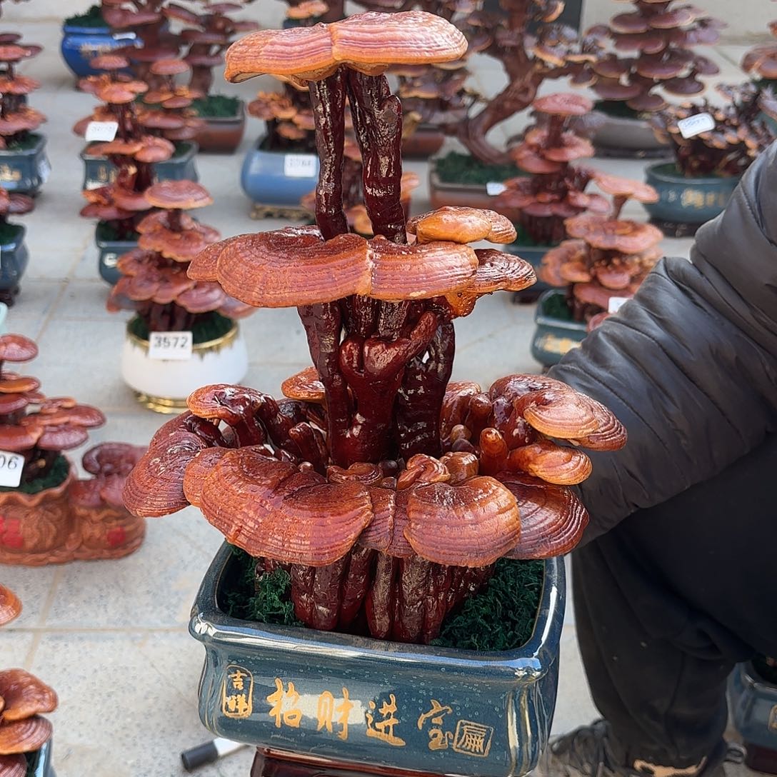 无花朵灵芝是我国著名植物